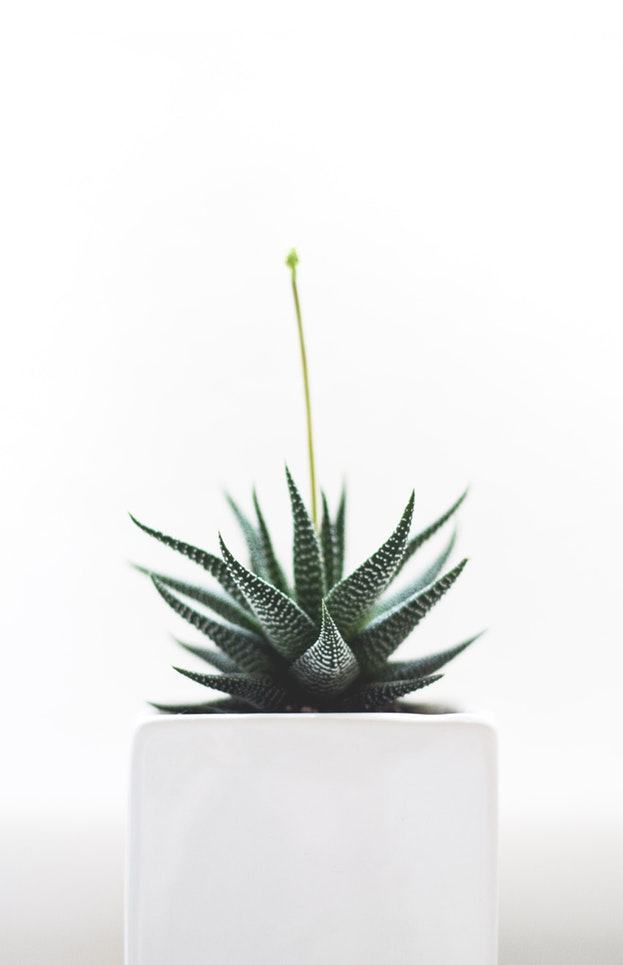 Aloe-Pflanze in einem Topf vor heller Wand